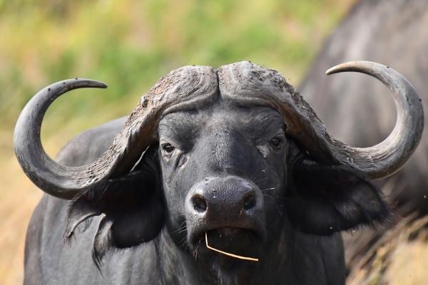 Hotel Ngorongoro Wild Camps